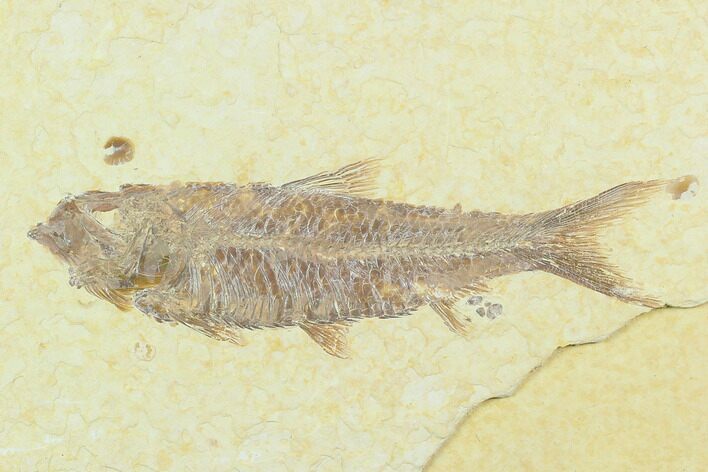 Fossil Fish (Knightia) - Green River Formation #130325